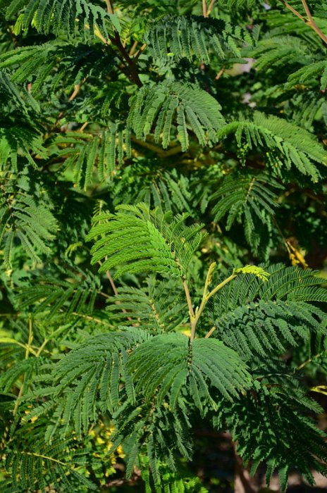 Paraserianthes lophantha = Albizia lophantha